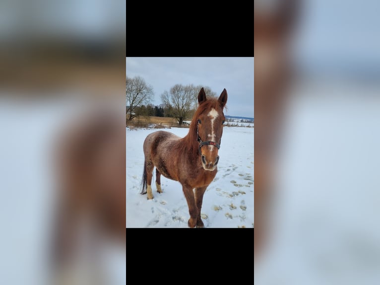 Duitse rijpony Mix Ruin 15 Jaar 142 cm  in Neufahrn in Niederbayern