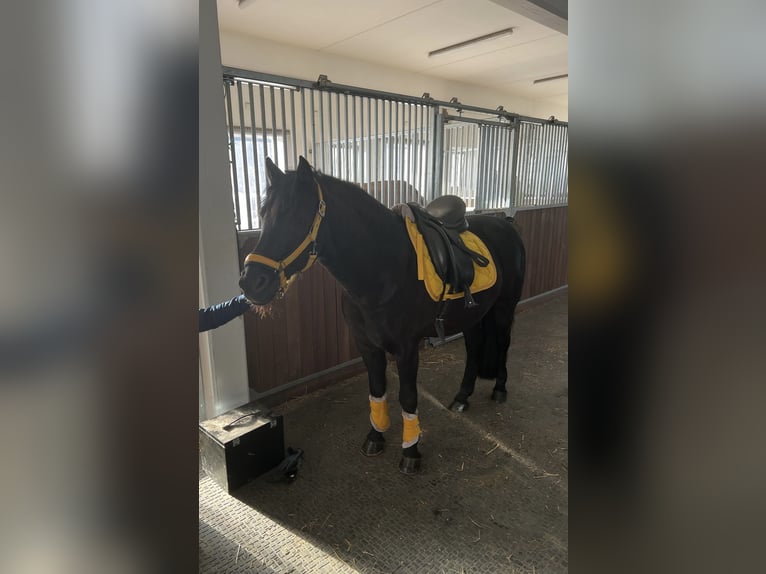 Duitse rijpony Ruin 15 Jaar 142 cm Zwart in Gilching