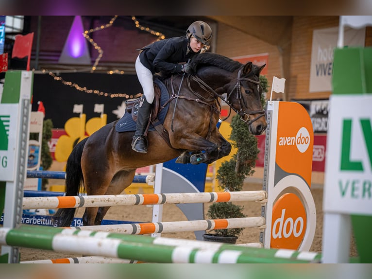 Duitse rijpony Ruin 15 Jaar 143 cm in Planebruch