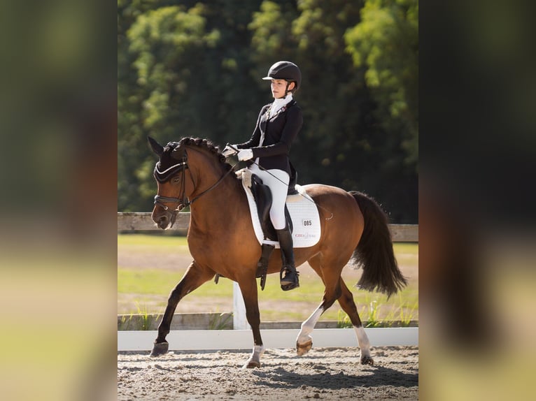 Duitse rijpony Ruin 15 Jaar 144 cm Roodbruin in Lanškroun