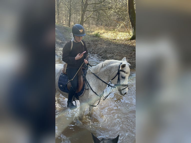 Duitse rijpony Ruin 15 Jaar 144 cm Schimmel in Garbsen