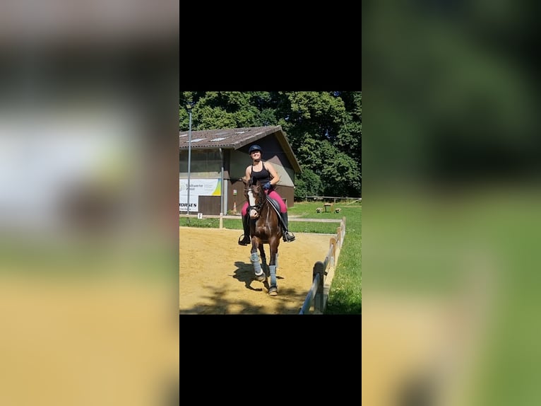 Duitse rijpony Ruin 15 Jaar 145 cm Bruin in Wesel