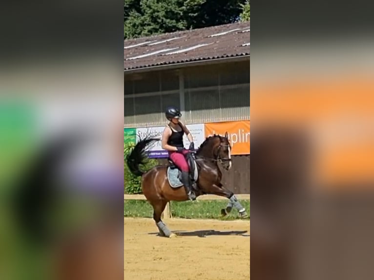 Duitse rijpony Ruin 15 Jaar 145 cm Bruin in Wesel