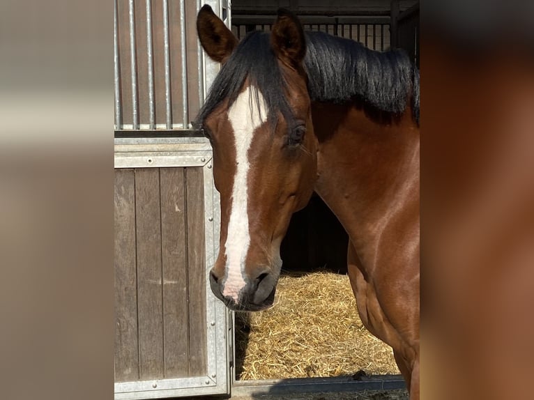 Duitse rijpony Ruin 15 Jaar 145 cm Bruin in Hamburg