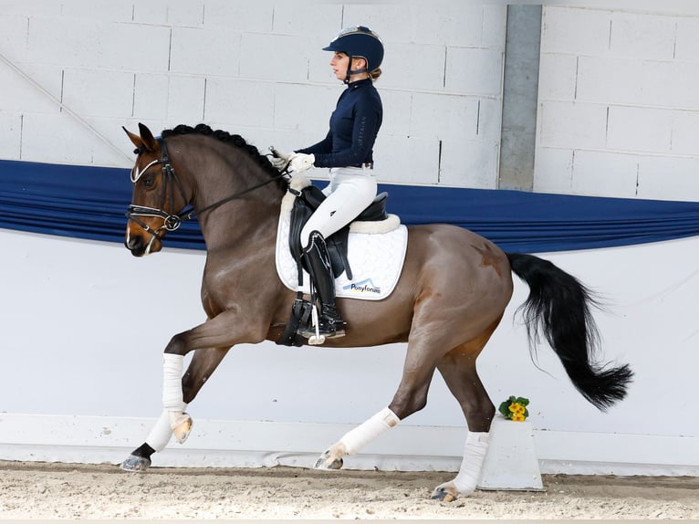 Duitse rijpony Ruin 15 Jaar 145 cm Donkerbruin in Marsberg