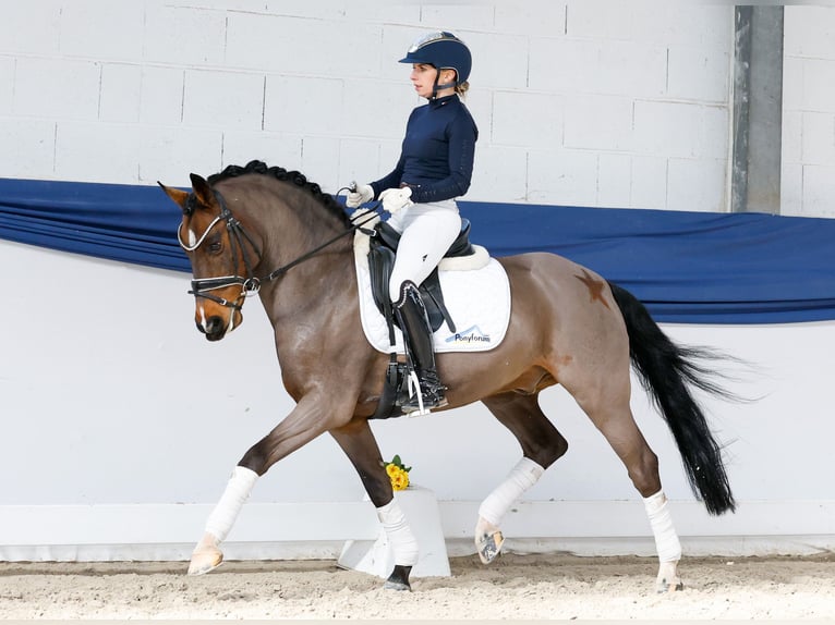 Duitse rijpony Ruin 15 Jaar 145 cm Donkerbruin in Marsberg