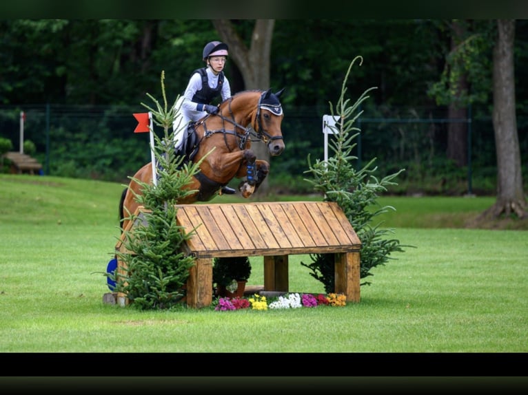 Duitse rijpony Ruin 15 Jaar 146 cm Bruin in Kade