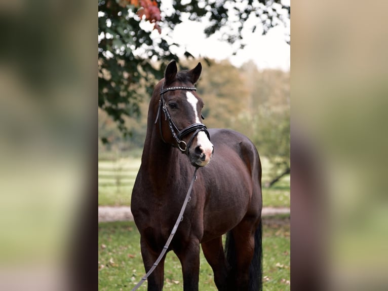 Duitse rijpony Ruin 15 Jaar 146 cm Donkerbruin in Dülmen