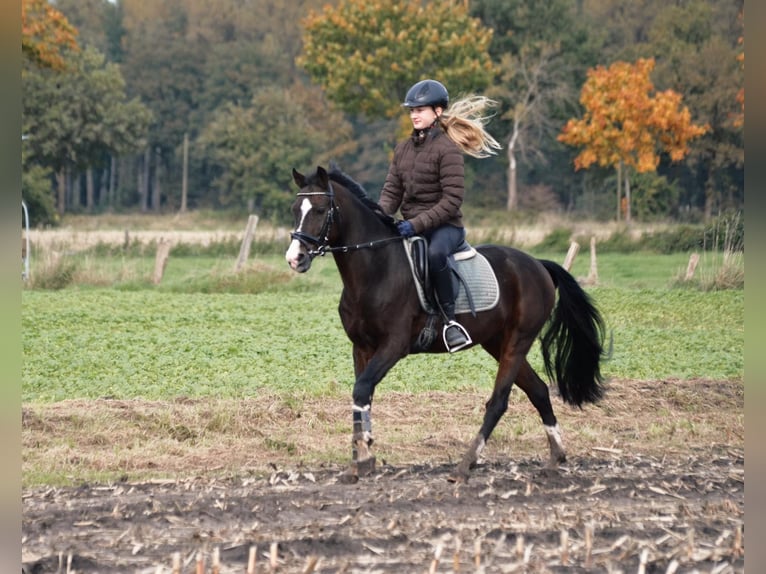 Duitse rijpony Ruin 15 Jaar 146 cm Donkerbruin in Dülmen