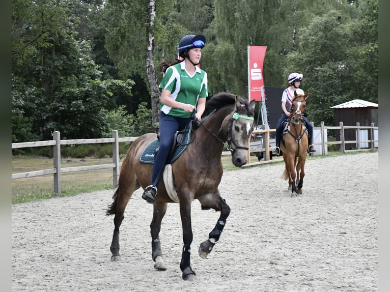 Duitse rijpony Ruin 15 Jaar 146 cm Falbe in Pinneberg