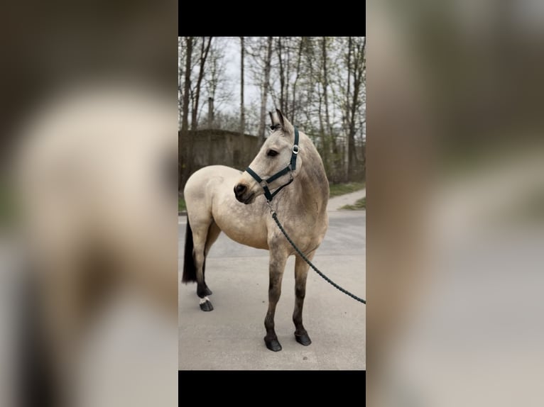 Duitse rijpony Ruin 15 Jaar 146 cm Falbe in Berlin