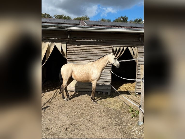 Duitse rijpony Ruin 15 Jaar 146 cm Falbe in Berlin
