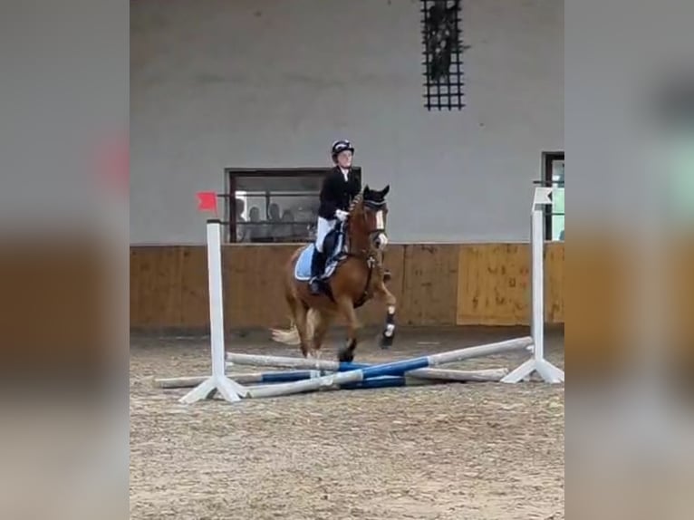 Duitse rijpony Ruin 15 Jaar 146 cm Vos in Bodenfelde