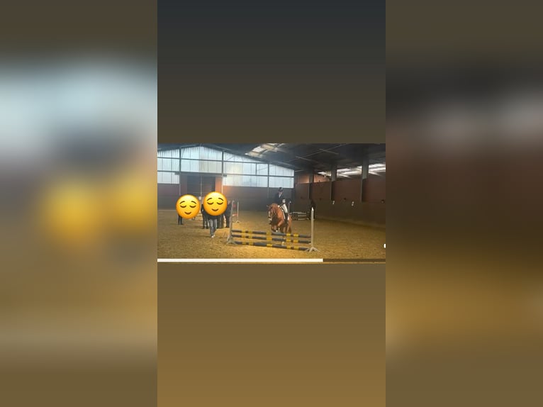 Duitse rijpony Ruin 15 Jaar 146 cm Vos in Marl