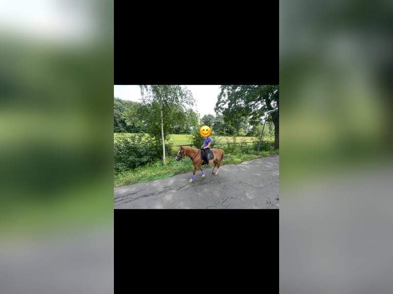 Duitse rijpony Ruin 15 Jaar 146 cm Vos in Marl