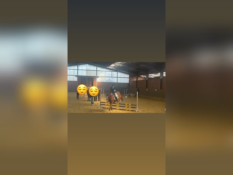 Duitse rijpony Ruin 15 Jaar 146 cm Vos in Marl