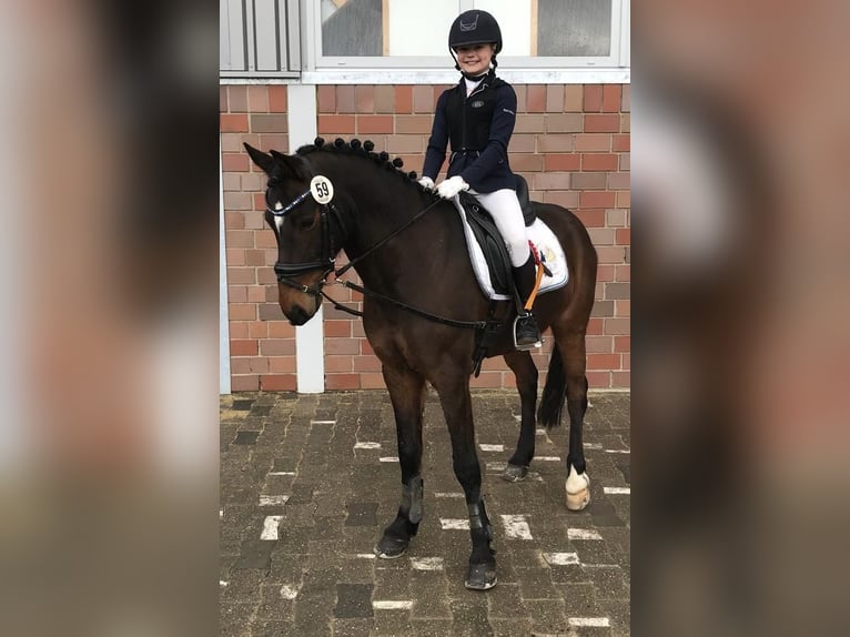 Duitse rijpony Ruin 15 Jaar 147 cm Bruin in Greven