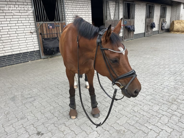 Duitse rijpony Ruin 15 Jaar 148 cm Bruin in Norderstedt