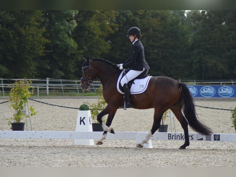 Duitse rijpony Ruin 15 Jaar 148 cm Bruin in Meppen