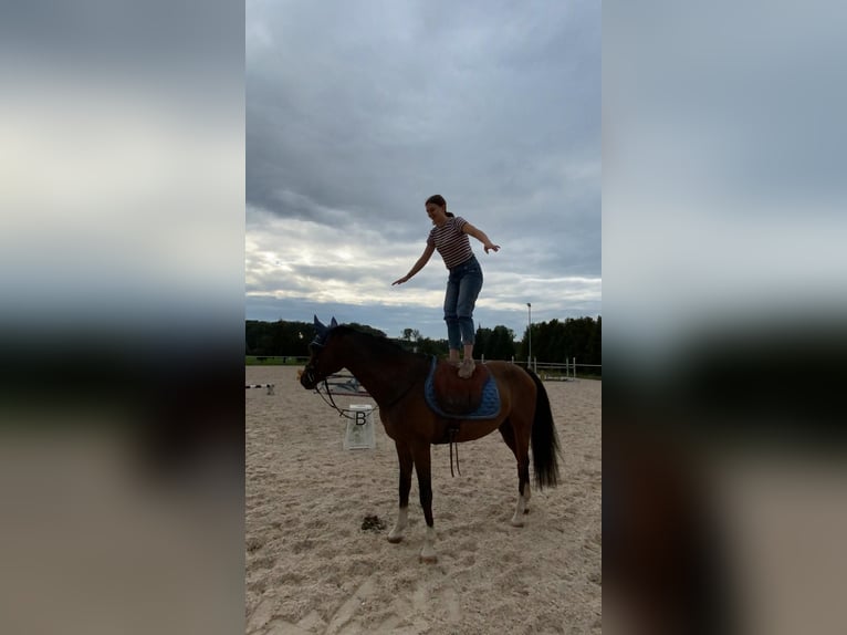 Duitse rijpony Ruin 15 Jaar 148 cm Bruin in Schutterwald