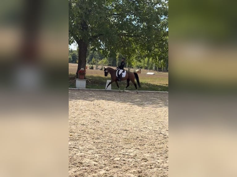 Duitse rijpony Ruin 15 Jaar 148 cm Bruin in Schutterwald