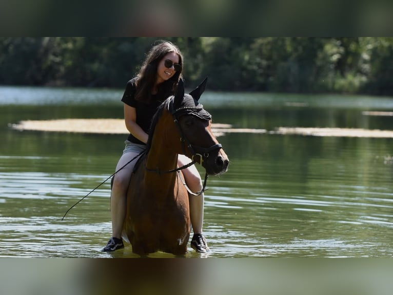Duitse rijpony Ruin 15 Jaar 148 cm Bruin in Schutterwald