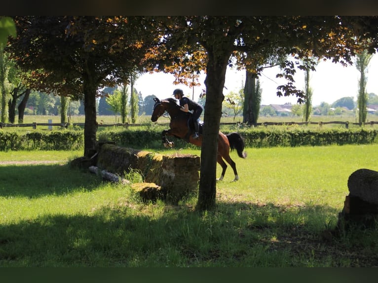 Duitse rijpony Ruin 15 Jaar 148 cm Bruin in Schutterwald