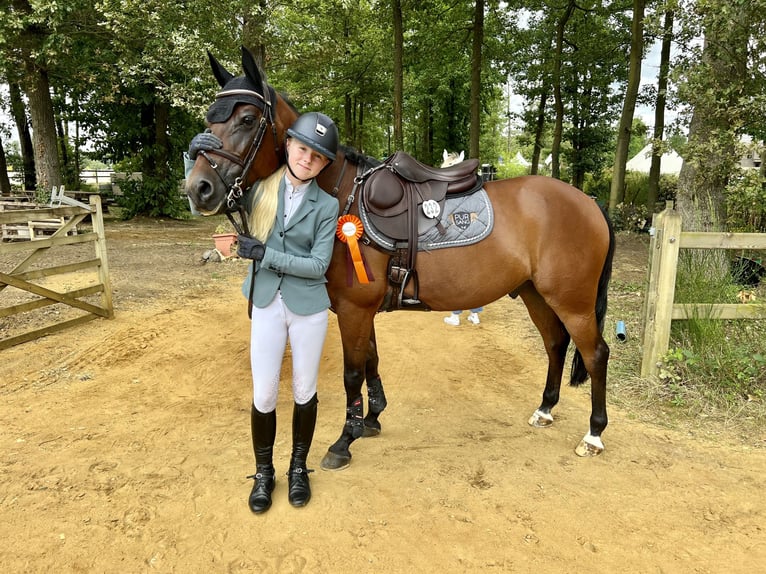 Duitse rijpony Ruin 15 Jaar 148 cm Bruin in Ede