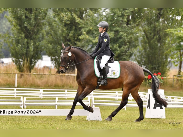 Duitse rijpony Ruin 15 Jaar 148 cm Donkerbruin in Lengenfeld