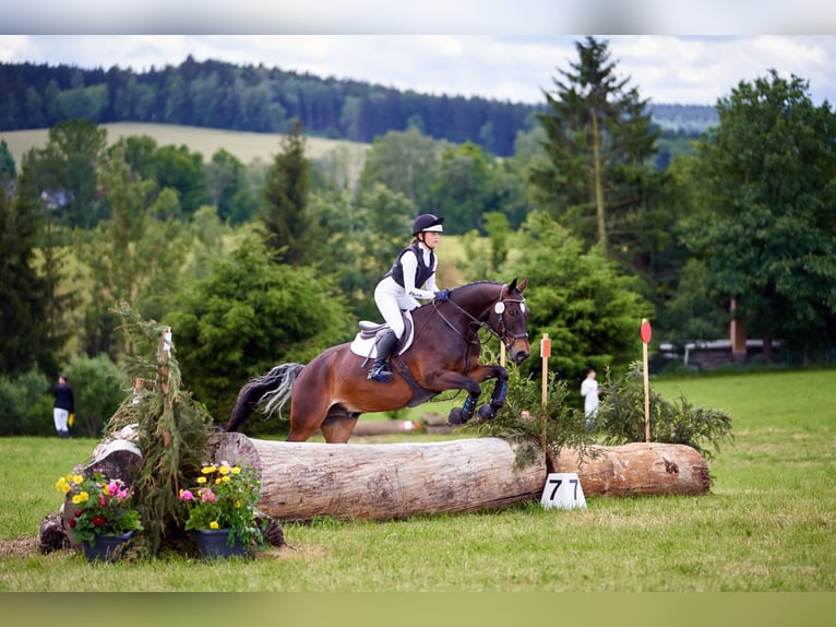 Duitse rijpony Ruin 15 Jaar 148 cm Donkerbruin in Lengenfeld