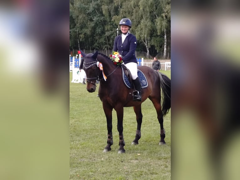 Duitse rijpony Ruin 15 Jaar 148 cm Donkerbruin in Lengenfeld