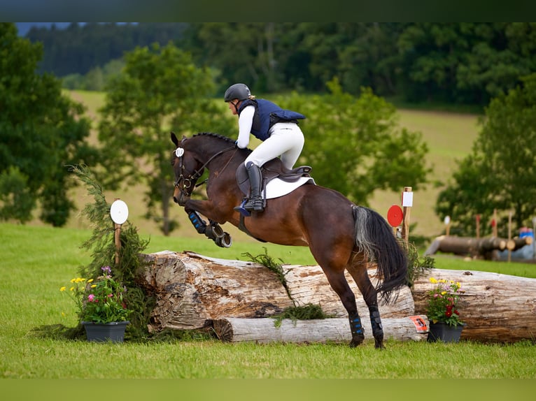 Duitse rijpony Ruin 15 Jaar 148 cm Donkerbruin in Lengenfeld