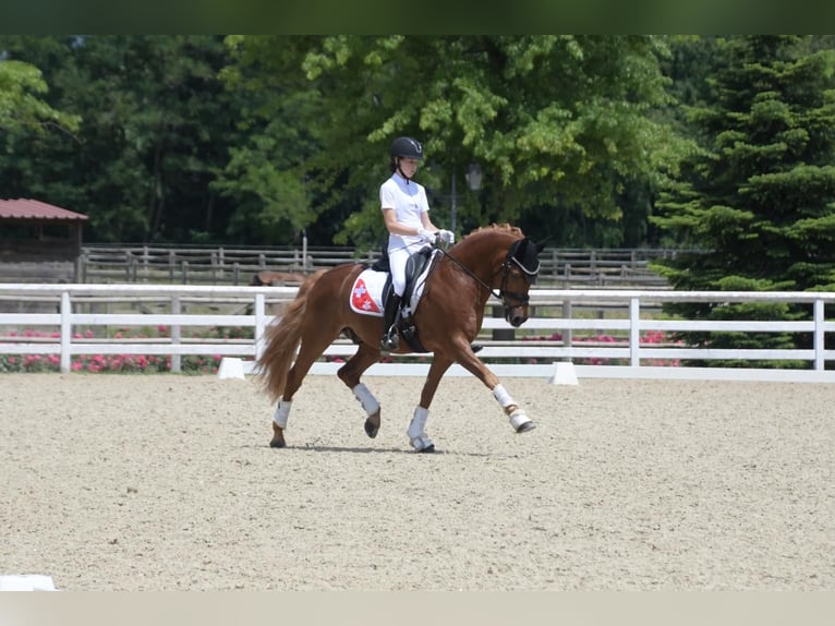 Duitse rijpony Ruin 15 Jaar 148 cm Vos in Malans GR