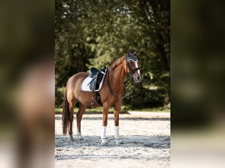 Duitse rijpony Ruin 15 Jaar 148 cm Vos in MoosburgMoosburt