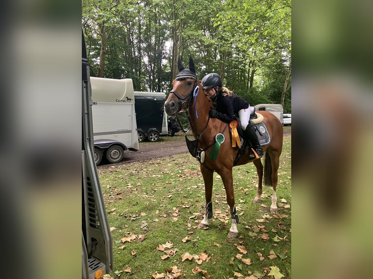 Duitse rijpony Ruin 15 Jaar 148 cm Vos in Ascheberg