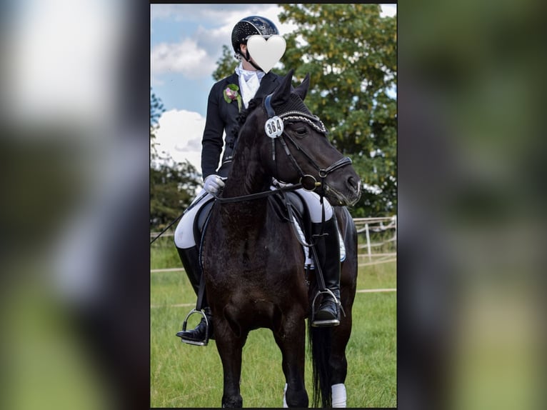 Duitse rijpony Ruin 15 Jaar 148 cm Zwart in Dortmund