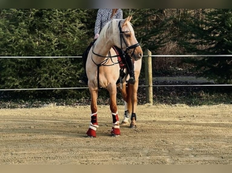 Duitse rijpony Ruin 15 Jaar 151 cm Palomino in Emsdetten