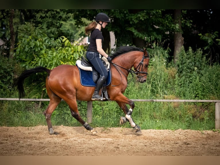 Duitse rijpony Ruin 15 Jaar Bruin in Tostedt