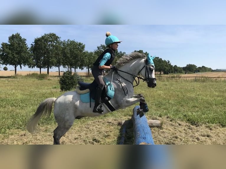 Duitse rijpony Ruin 16 Jaar 135 cm Roan-Blue in Niddatal