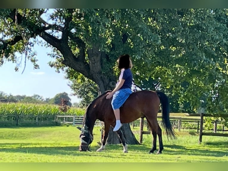 Duitse rijpony Ruin 16 Jaar 138 cm Bruin in Geldern