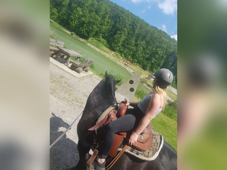 Duitse rijpony Ruin 16 Jaar 139 cm Bruin in Wimsheim