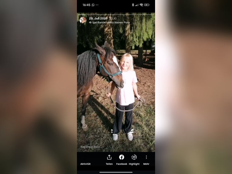 Duitse rijpony Ruin 16 Jaar 139 cm Bruin in Wimsheim