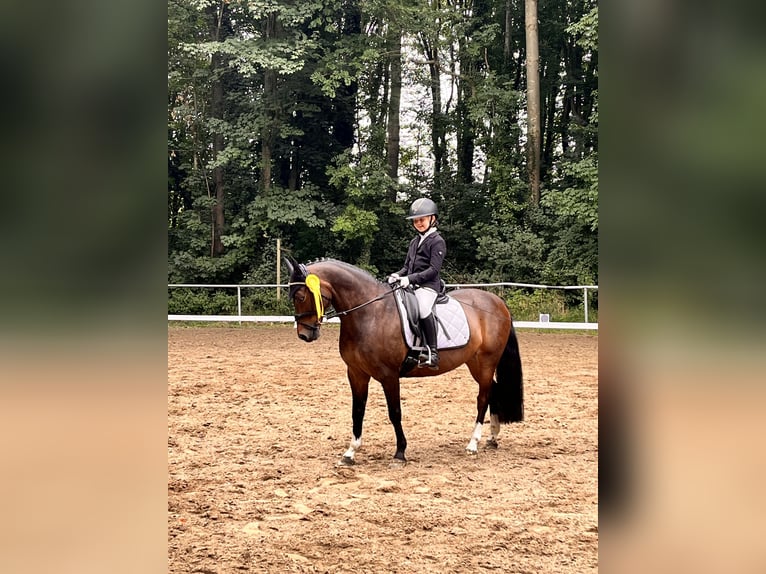 Duitse rijpony Ruin 16 Jaar 140 cm Donkerbruin in Goch