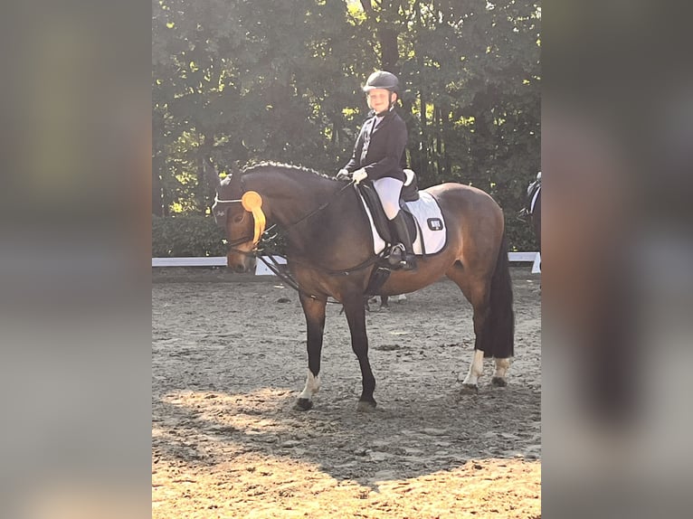 Duitse rijpony Ruin 16 Jaar 140 cm Donkerbruin in Goch