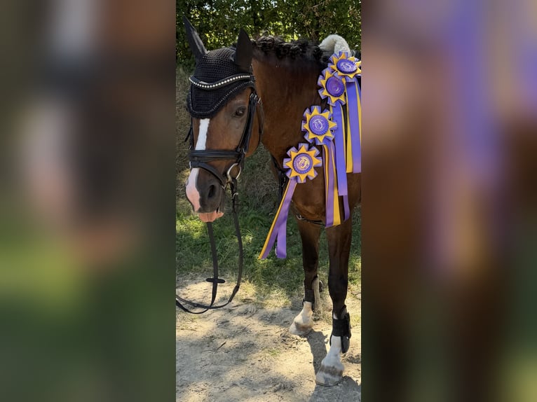 Duitse rijpony Ruin 16 Jaar 142 cm Donkerbruin in Walldorf