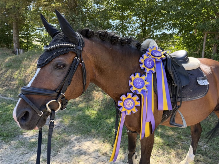 Duitse rijpony Ruin 16 Jaar 142 cm Donkerbruin in Walldorf