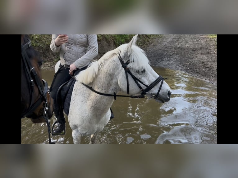 Duitse rijpony Ruin 16 Jaar 144 cm Appelschimmel in Garbsen