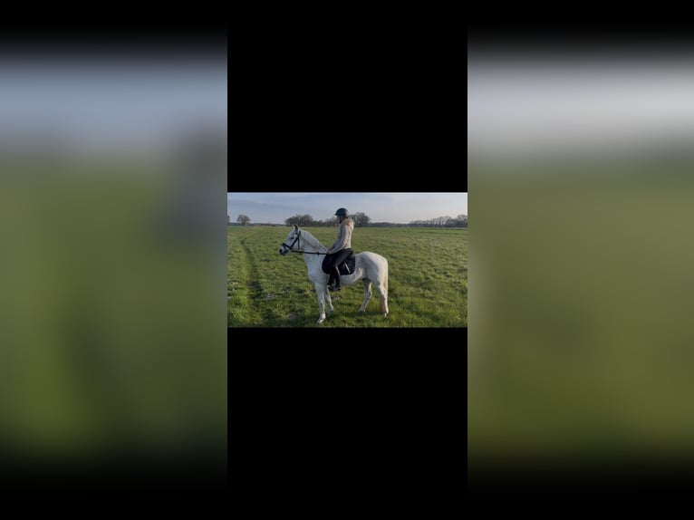 Duitse rijpony Ruin 16 Jaar 144 cm Appelschimmel in Garbsen