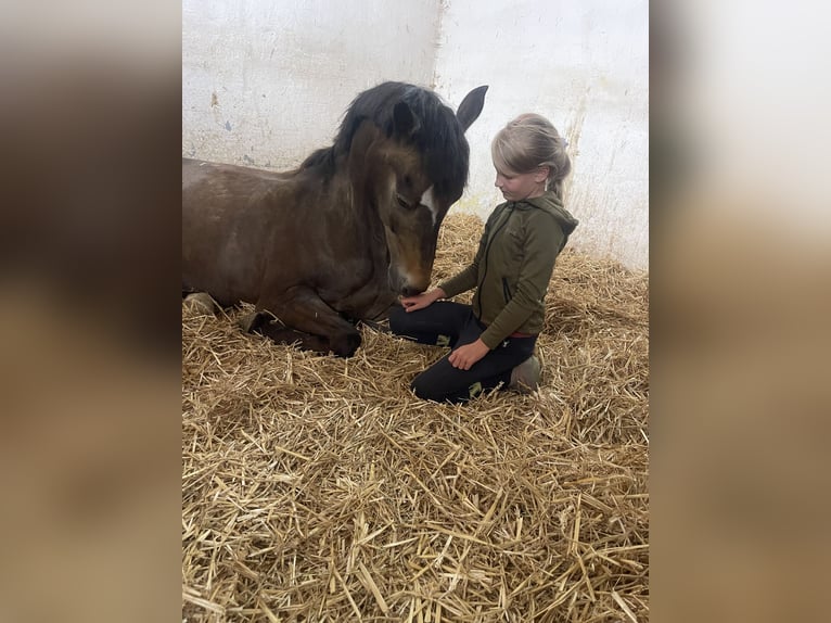 Duitse rijpony Ruin 16 Jaar 145 cm Falbe in Eberdingen