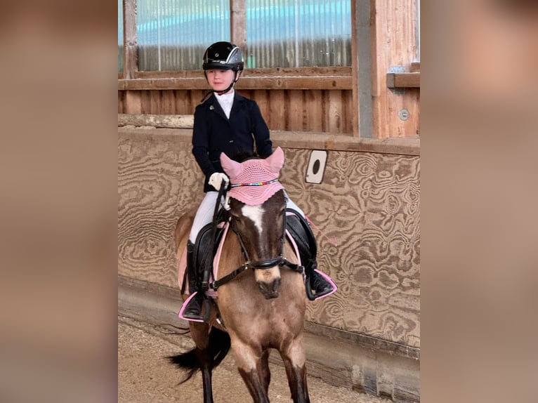 Duitse rijpony Ruin 16 Jaar 145 cm Falbe in Eberdingen